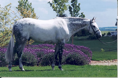 Sir Caletto Hunter Conformation